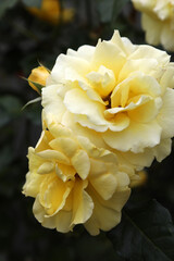 Beautiful perfect yellow roses with gray textured background