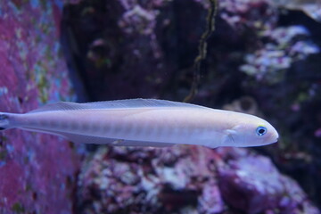 Fish Tank at Aquarium in Japan - 日本 水族館 魚