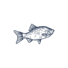 Crucian isolated Carassius carassius monochrome sketch. Vector common carp family Cyprinidae, fishing sport trophy. Prussian carp Carassius gibelio, hand drawn goldfish, habitat lakes, ponds, rivers