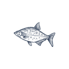 Bream species of freshwater and marine fish isolated monochrome sketch. Vector Abramis, gilt head bream Sparus aurata saltwater fish. Orata or Dorada fish of bream family Sparidae, underwater animal