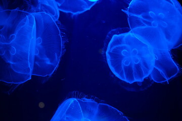 jellyfish on blue background in water