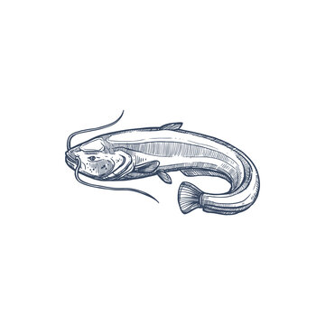 Sheatfish isolated common catfish monochrome sketch. Vector Siluridae species, ray-finished catfishes order Siluriformes or Nematognath. Mekong giant catfish, Candiru toothpick fish with whiskers