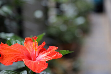 Orange hibicus flowers with green leaf background