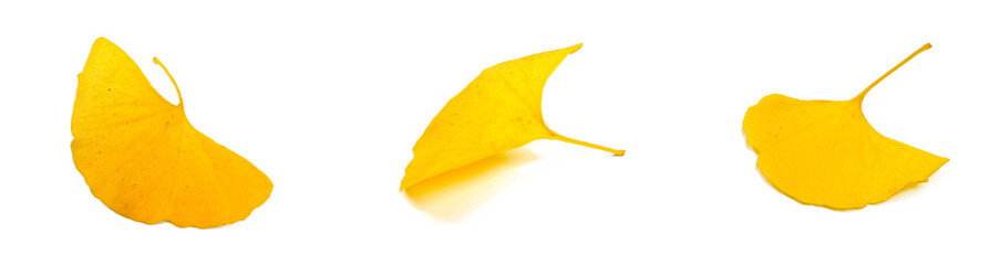 Naklejka premium Front, side and back views of one yellow ginkgo leaf in autumn. Isolated on white background.
