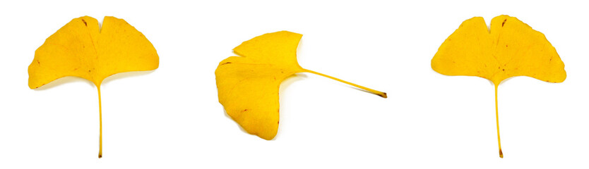 Naklejka premium Front, side and back views of one yellow ginkgo leaf in autumn. Isolated on white background.