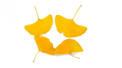 Yellow ginkgo leaves are gathered towards the center in autumn. Isolated on white background.