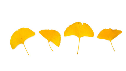 Front views of various yellow ginkgo leaves in autumn. Isolated on white background.