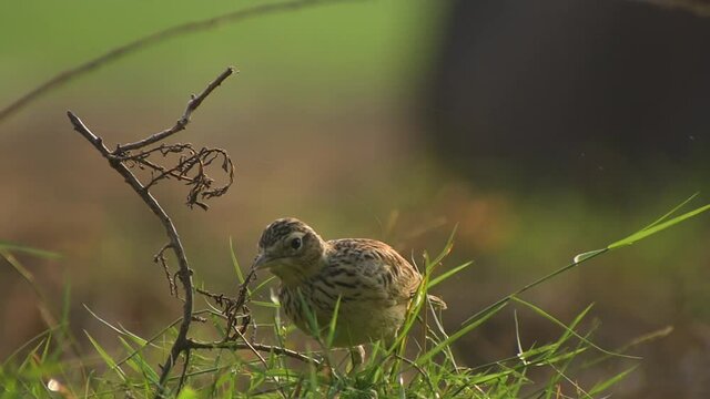 Eurasian skylark