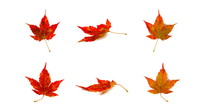 Various views of the front, side, and back views of autumn red maple leaves. Design elements and background. Isolated on white background.