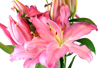 blooming pink lily isolated on white background