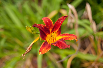 Lilium canadense, Canadian Lily