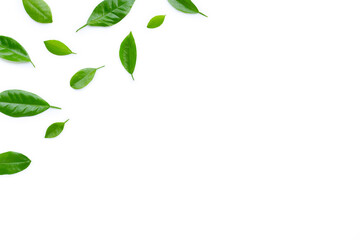 Citrus leaves on white background.
