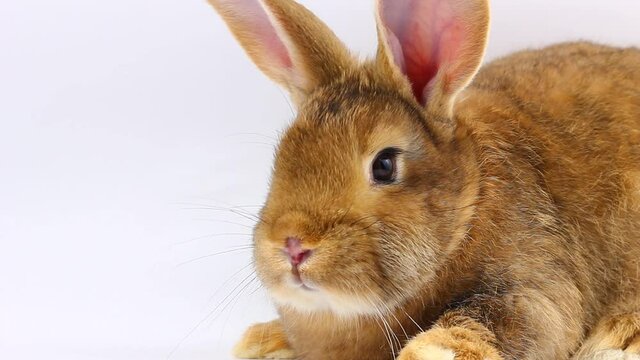 a small fluffy brown rabbit with a large mustache wiggles its nose close-up on a gray background. Easter bunny muzzle, isolate