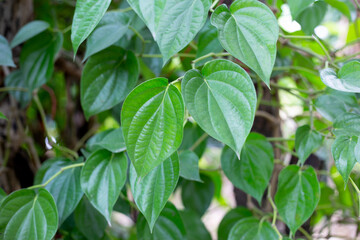 Fototapeta na wymiar Fresh green leaves of betel plant growing in graden