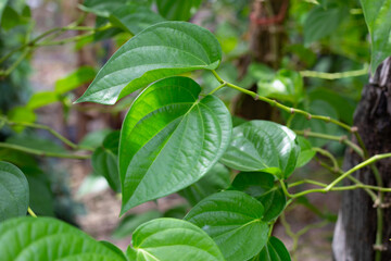 Fresh green leaves of betel plant growing in graden