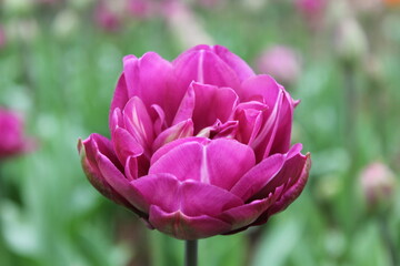 Obraz premium Beautiful purple flower images