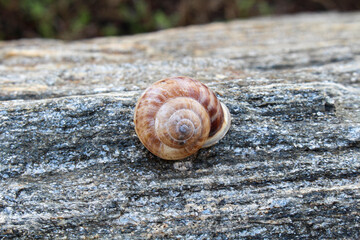 Brown snail on a granite rock.