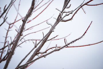 Fototapeta na wymiar Ice on Bare Tree Branches