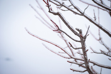 Obraz premium Ice on Bare Tree Branches