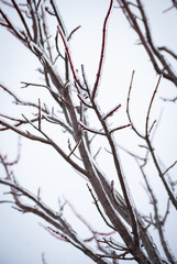 Fototapeta na wymiar Ice on tree Branches