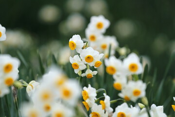 千早赤阪村のスイセン