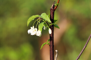 Wild water plum flower are blooming