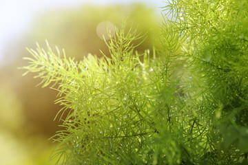 Asparagus fern are growing up