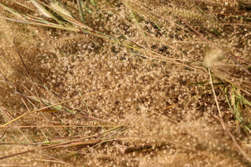 Brown grass flowers