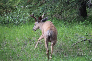 Deer Moving In The Woods, Jasper National Park, Alberta