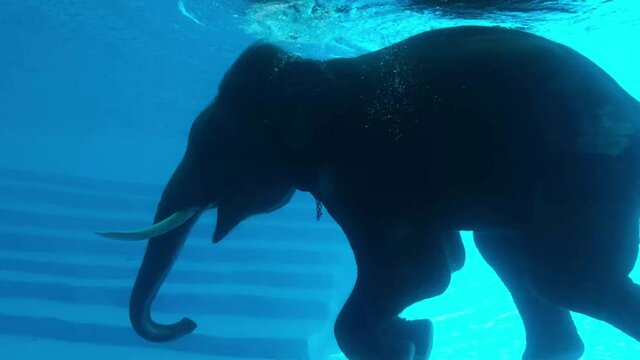 Elephants are swimming in a large pool.
