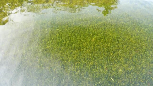 Water grass in cleanb fresh water with peaceful ripples in sunny day, 4k slow motion b roll footage.