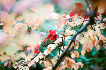 幻想的　赤　黄　緑　葉っぱ　森　