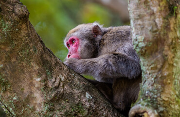 日本の猿　モンキー　干支