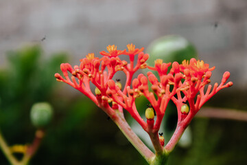 red and yellow flowers