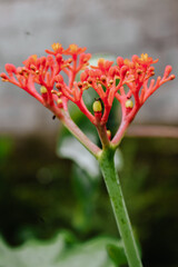 red and yellow flower of a flower