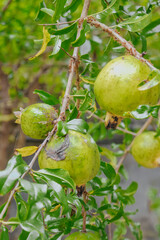 green pomegrant on a tree