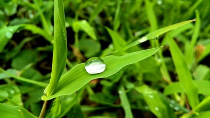 water drops on grass