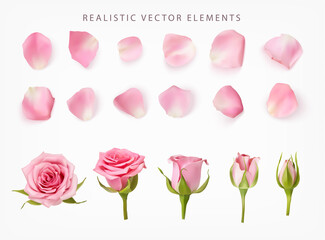 Realistic vector elements set of pink roses. Pink petals of rose flower, bud and an open flower isolated on white.