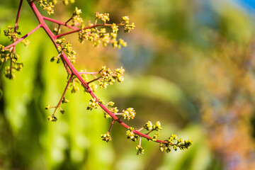 Mango flowers blooming in summer