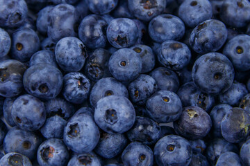Background of the fresh blueberries