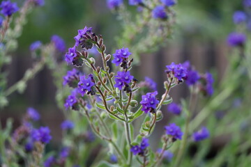 アルカネットの青い花