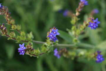 アルカネットの青い花