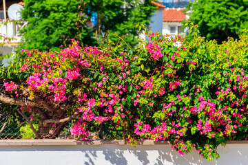 Fototapeta na wymiar Beautiful blooming bougainvillea in garden