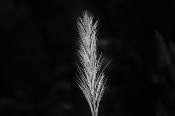 traditional catkin flowers