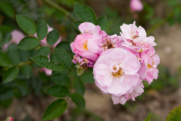 a double pink bloom, with darker stripes