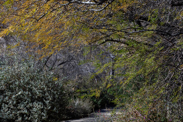 In the woods during the day with fall colors
