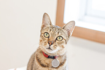 Soft focus of Young cat and ceramic plate on The table, Young kittens in home, Cute pets.