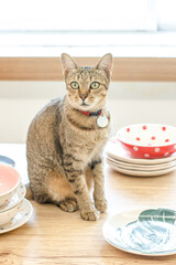 Soft focus of Young cat and ceramic plate on The table, Young kittens in home, Cute pets. - 402783988