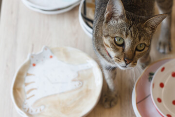 Soft focus of Young cat and ceramic plate on The table, Young kittens in home, Cute pets. - 402783996