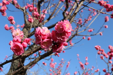 ピンク色の梅の花